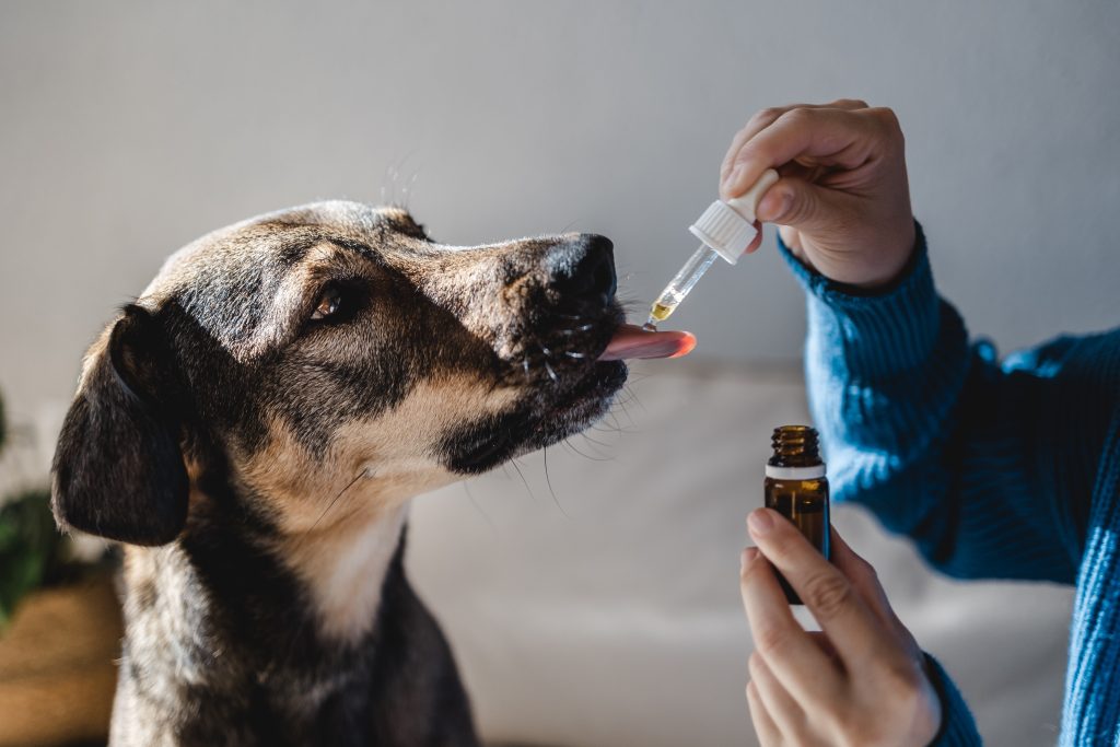Óleo de cânhamo para animais de estimação: benefícios, segurança e como escolher